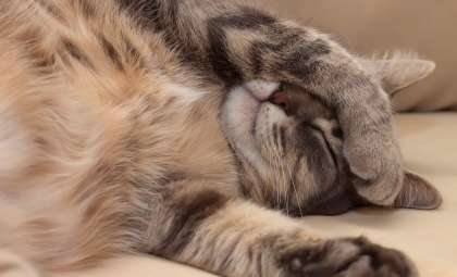 Why Cats Favor Sleeping on Their Left Side: An Evolutionary Advantage