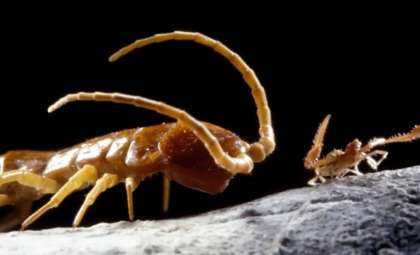 Unlocking the Secrets of Romania’s Ancient Movile Cave Ecosystem