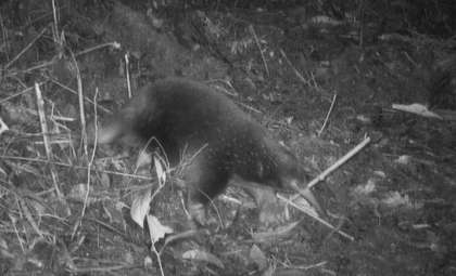 Ancient Mammal from Dinosaur Era Captured on Film in Indonesia