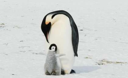 Emperor Penguin Numbers Decline Rapidly Amid Escalating Climate Crisis