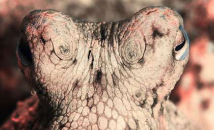 Which Creature Could Rise to Rule Earth After Humans Disappear?