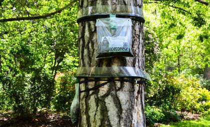 Warning Signs in Forests: Plastic Bags on Trees Indicate Danger from Harmful Caterpillars