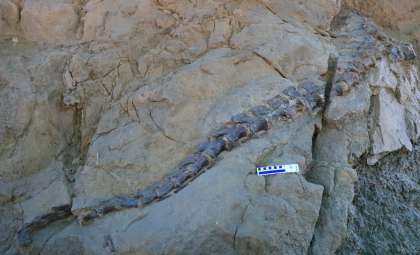 Newly Found Dinosaur Skull Uncovers a Novel Middle Jurassic Sauropod Species