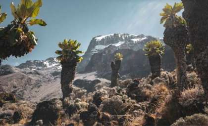 Alien-Like Giant Groundsels Thrive on Kilimanjaro’s Harsh Slopes