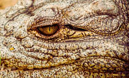 Henry the Crocodile: The Ancient Giant Still Thriving After 124 Years