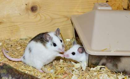 First Viable Offspring from Two-Father Mice Born Successfully