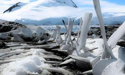 Antarctic Dinosaurs Survived Harsh Polar Darkness 120 Million Years Ago