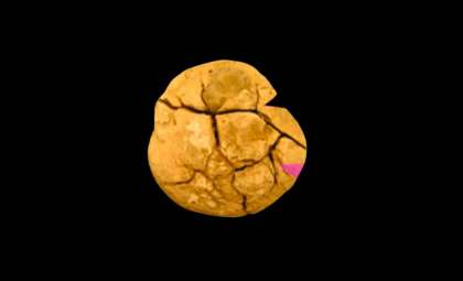 236-Million-Year-Old Fossilized Feces Reveals Earliest Evidence of Butterflies and Moths