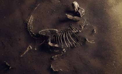 Ancient Dinosaur Protein Found Intact in 70-Million-Year-Old Fossil Challenges Fossilization Concepts