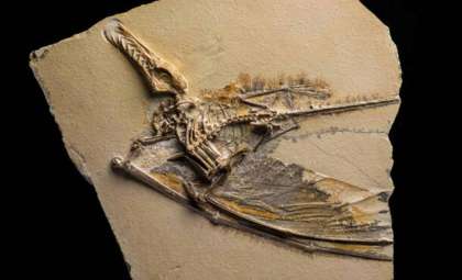 Japan Unearths a 90-Million-Year-Old Pterosaur With Massive 3.5-Meter Wingspan