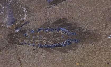 Ancient Three-Eyed Marine Creature Reveals Secrets of Early Animal Evolution