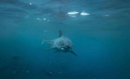 Researchers Land Record-Breaking Great White Shark Off Florida Coast