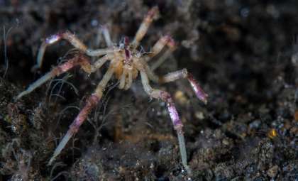 Newly Discovered Sea Spiders Survive on Methane in the Ocean's Depths