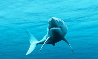Unraveling the Mystery Behind Sharks' Odd Response to Being Upside Down