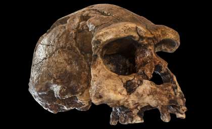 Ancient Teeth Reveal New Insights into Early Human Evolution