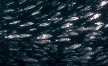 Unprecedented Ocean Predation Unveiled in the Atlantic Near Norway