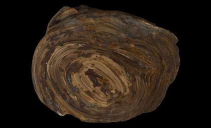 Researchers Uncover the Oldest Known Fossilized Stomach Stone Dating Back 150 Million Years