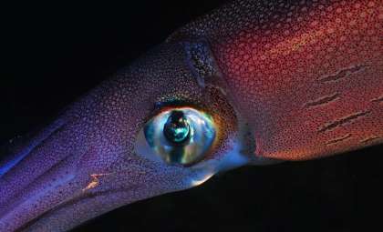 First Live Footage Reveals Rare Blood-Red Squid in Antarctic Depths