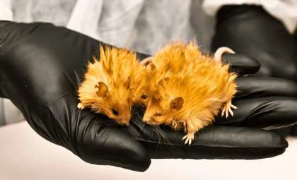 Scientists Engineer Woolly Mice as a Step Toward Mammoth Resurrection