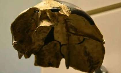 Ancient 300,000-Year-Old Skull Challenges Human Evolutionary Classifications