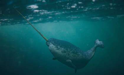 Why Narwhals Are Unsuitable for Aquarium Life: The Sad Truth Behind Their Captivity Failure
