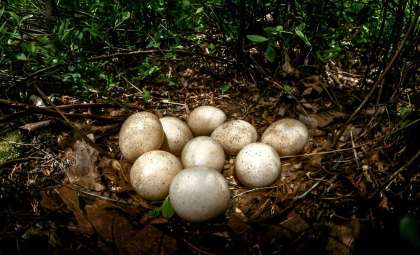 Unveiling the Mystery: Why Turkey Eggs Rarely Appear on Our Breakfast Tables