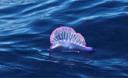 Deadly Portuguese Man O’ War Prompts Closures of Dozens of Beaches in Southwestern France