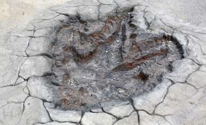 76-Million-Year-Old Tracks Reveal Tyrannosaurs Tracking Their Prey