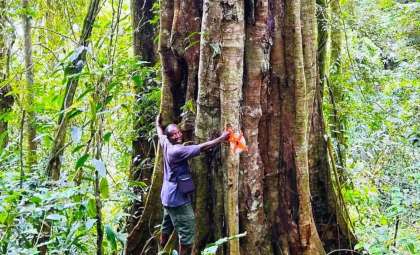 Ancient Gigantic Trees Discovered in Tanzania’s Udzungwa Mountains Reveal New Species