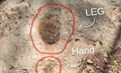 Southern France Yields First-Ever 80-Million-Year-Old Dinosaur Tracks