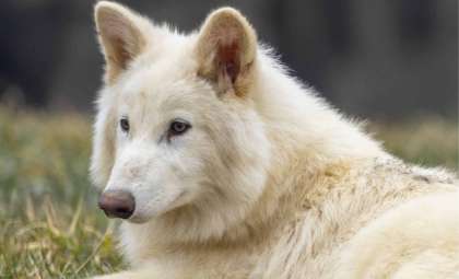 Six Months In: Colossal’s Dire Wolves Now Twice the Size of Their Gray Counterparts