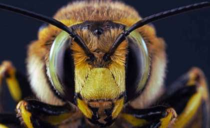 Chinese Researchers Develop Remote-Controlled 'Cyborg' Bees with Microchip Technology