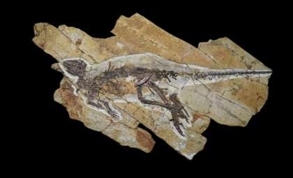 New Dinosaur Species Communicated with Bird-Like Chirps, Not Roars