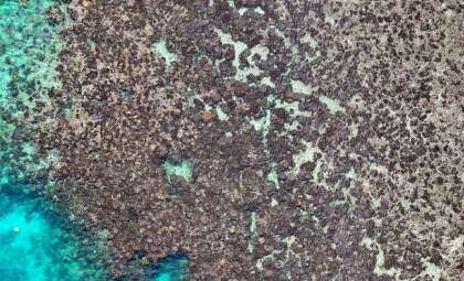 Drone Surveillance Uncovers Severe Coral Die-Off at Great Barrier Reef