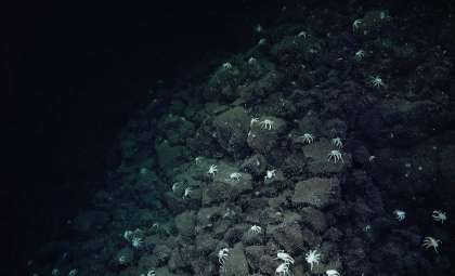Crab Path Leads Scientists to Hidden Hydrothermal Vents Near Galápagos