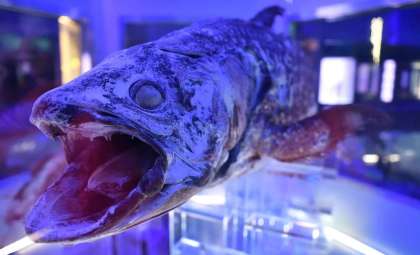Prehistoric Fish Study Challenges Established Views on Vertebrate Evolution