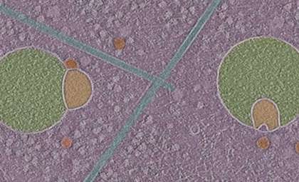 Researchers Identify a Novel Organelle in Human Cells Called the Hemifusome