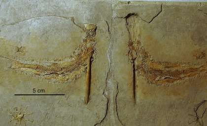 Ancient Jurassic Fish Met Their End Choking on Floating Cephalopods