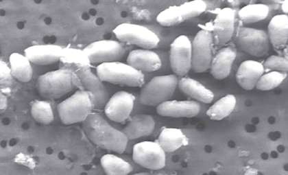 NASA’s Landmark Astrobiology Study Retracted After 15 Years Amid Controversy