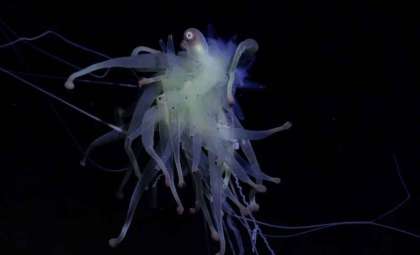Deep-Sea Expedition Uncovers Over 50 Previously Unknown Marine Species Near Easter Island