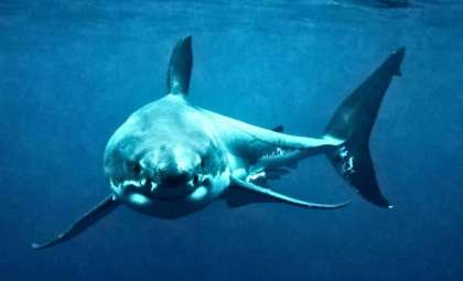 Orcas Emerge as a Formidable Threat to Great White Sharks in Australian Seas