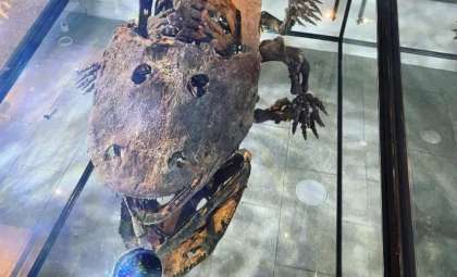 Ancient Amphibian Skull Unearthed in Texas Bears Surprising Cartoon Likeness