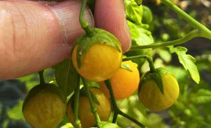 Galápagos Wild Tomatoes Show Rare Genetic Reversal, Revealing Lost Ancient Traits