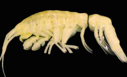 Rare Predator Found Nearly 8,000 Meters Deep in Pacific Ocean’s Atacama Trench