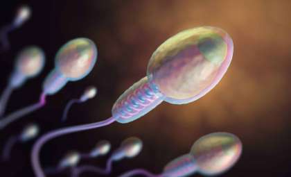 Researchers Reveal Sperm Cells Defy Classical Physics Principles