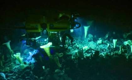 Uncovering Thousands of Giant Live Eggs on an Active Submarine Volcano: Revelations About Ocean Life