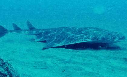 Rare Angel Shark, Once Considered Lost, Reappears in Welsh Coastal Waters