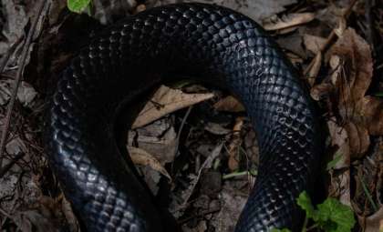 The Tiny Barbados Threadsnake Reemerges After Nearly Two Decades Away from View