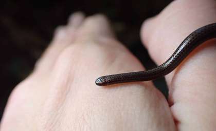 The Barbados Threadsnake: Rediscovered After Two Decades, Revealing Nature’s Smallest Serpent