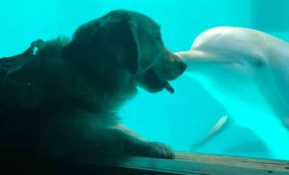 Dolphins Share an Extraordinary Moment with a Service Dog at the Aquarium